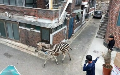 Zebra juri gradom
