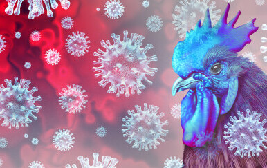 Ptičja gripa - ilustracija