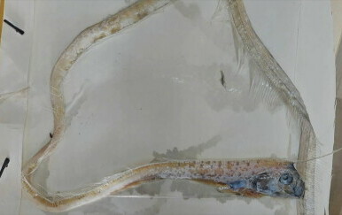 Riba Pojas - 1