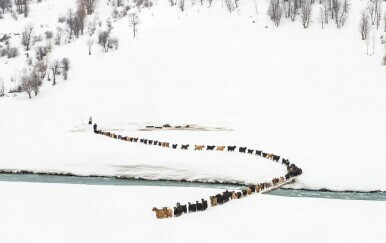 Pastiri tijekom zime u Turskoj, u Mazgirtu - 2
