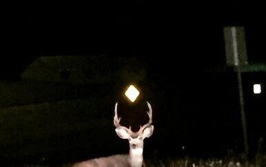 Čudnovate životinje - 28