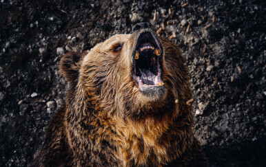 Pomahnitali medvjed u Slovačkoj, ilustracija