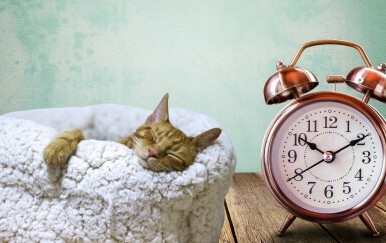 Mačka koja spava i sat