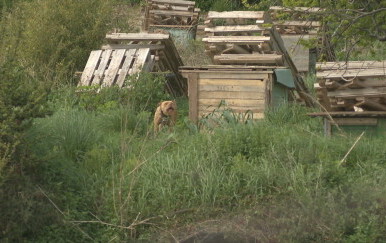 Počelo suđenje splitskom psihijatru kojemu je oduzeto 67 pasa i dva vuka