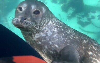 Zagrljaj tuljana može biti podjednako dražestan i zastrašujuć, pogledajte snimku podvodne pustolovine