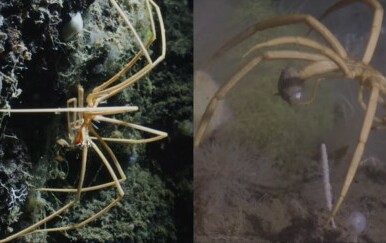 Mislite da su pauci na kopnu strašni? Ovaj morski pauk će vam promijeniti mišljenje