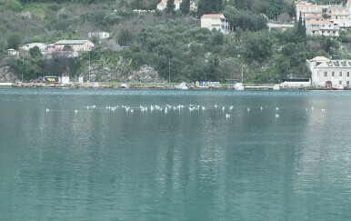 Fekalije u Dubrovniku