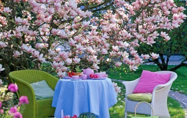 Magnolija