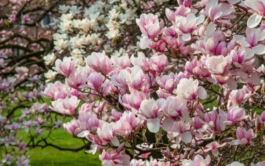 Najčešće vrste magnolije