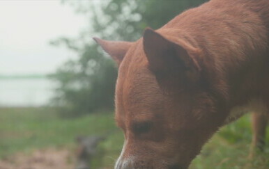 Gotov nalaz veterinarske inspekcije