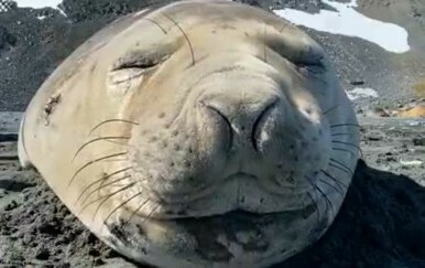 Od strave do urnebesa: Bliski susreti s divljim životinjama puni su iznenađenja