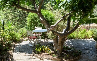 Zašto se drvo smokve ne smije saditi blizu kuće?