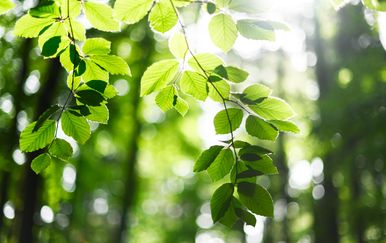 Ožujak donosi iznadprosječno toplo i ugodno vrijeme uz sunčana razdoblja i povremenu kišu