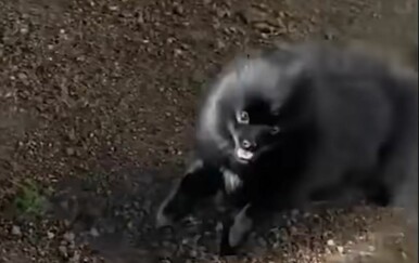 Najšašavije životinje na svijetu: Konkurencija je velika, koji je vaš favorit?