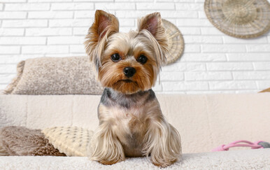 Pasmine poznate kao veliki psi u malom tijelu