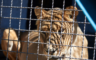Lav u zoološkom vrtu u Kini napao desetogodišnju djevojčicu