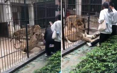 Lav u zoološkom vrtu u Kini napao desetogodišnju djevojčicu