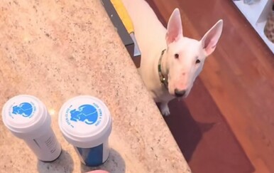 Urnebesni trik oduševio vlasnike pasa, djeluje li ovo i na vašem ljubimcu?