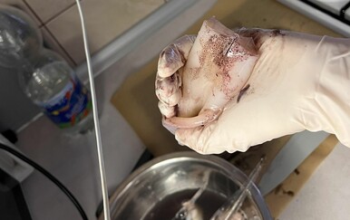 Ulovili lignju u Jadranskom moru pa ih dočekalo neugodno iznenađenje