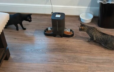 Mačke dobile skupu hranilicu, njihova reakcija je čisti urnebes