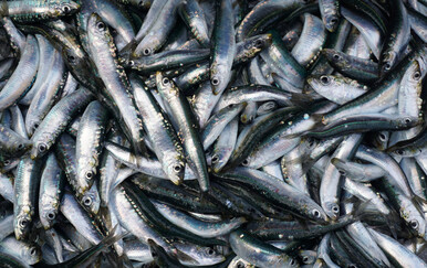 Česte pogreške kod pripreme srdela: Prva stvar koju treba napraviti nakon kupnje da bi bile ukusne