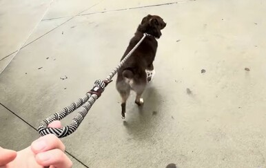 Šetnja psa dobila preokret, snimka nasmijala vlasnike pasa