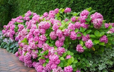 Najveće greške pri orezivanju hortenzija