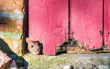 Kako se riješiti štakora?