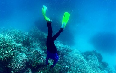 Morski pas napao ronioca na Velikom koraljnom grebenu kod Australije