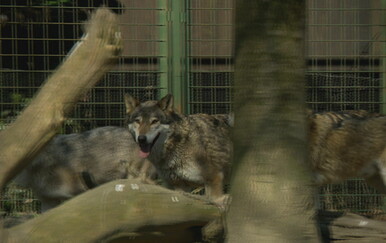 Vukovi u okolici Metkovića: Mještani prijavili bliske susrete i zavijanje u blizini kuća