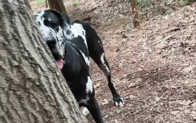 Nježni div nasmijao vlasnike, snimka igre u šumi postala hit