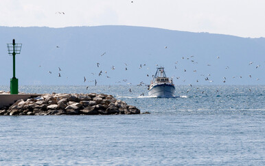 Krivolovci iz mora izvadili 3200 ježinaca