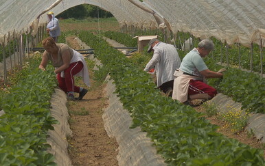Proizvodnja vrgoračkih jagoda u padu: Sve manje proizvođača i radne snage
