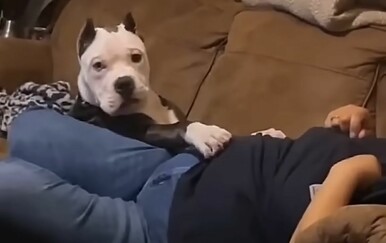 Otkrili da psi imaju snažnu reakciju na jednu riječ, pogledajte što sve izvode