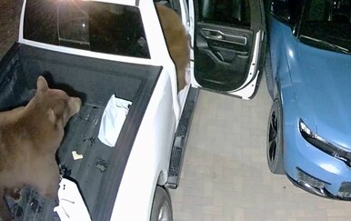 Mislili da im je netko provalio u auto, a onda uhvatili krivce na djelu