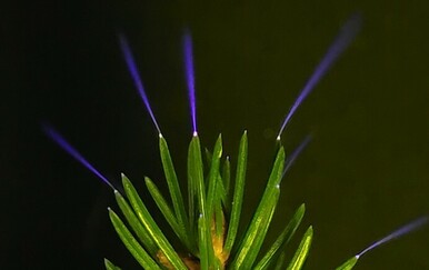 Krošnje drveća emitiraju nevjerojatne ultraljubičaste korone tijekom grmljavinskih oluja