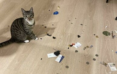 Prekasno shvatili da su udomili huligane, vlasnici podijelili šašava nedjela ljubimaca