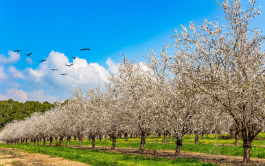 Unatoč hladnoći u Europi, veljača peta najtoplija u povijesti mjerenja - Copernicus