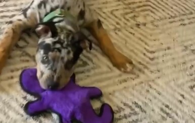 Pokušala psu skratiti nokte, preslatka reakcija uljepšala dan gledateljima