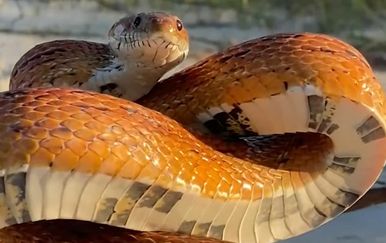 Fakin ili maneken? Zmija ga pošteno iznenadila pozom pa ju je odlučio snimiti