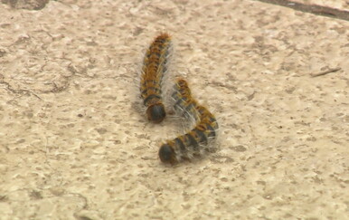 Sezona je borovog prelca: Veterinari upozoravaju na opasne gusjenice koje mogu biti kobne za ljubimce