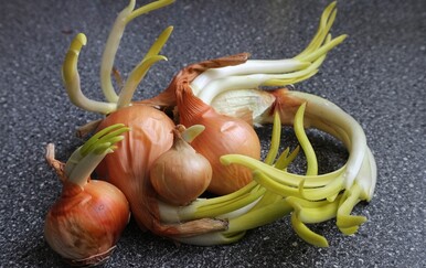 Proklijani luk i češnjak: Jesu li štetni za zdravlje ili sigurni za jelo?