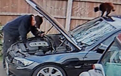 Mačke mogu biti pravi mali vragovi, pogledajte samo ovaj podli plan