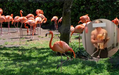 Kanađanin posjetio Las Vegas i završio iza rešetaka nakon bizarne krađe životinje iz hotela