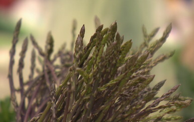 Stigle prve šparoge: kilo i do 50 eura, ali mnogi ih radije beru sami