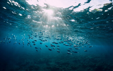 Kod Splita ulovljena opasna vrsta ribe - srebrnopruga napuhača