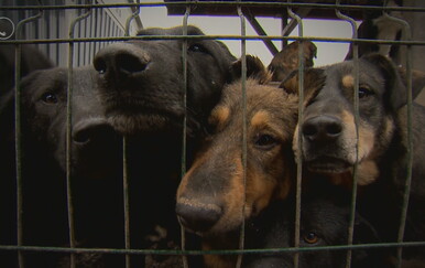 Žive tik do ilegalnih azila, mještani noćima se spavaju zbog smrada i laveža. Vlasnica se okomila na ekipu Poziva! "Zvala sam policiju..."
