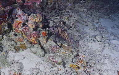 Kod Splita ulovljena srebrenopruga napuhača