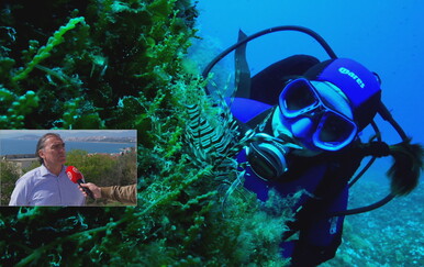 Kod Splita ulovljena srebrenopruga napuhača