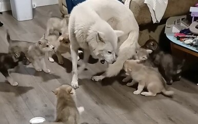 Pas se pokušao malo odmoriti, s prizorom se poistovjetili mnogi roditelji